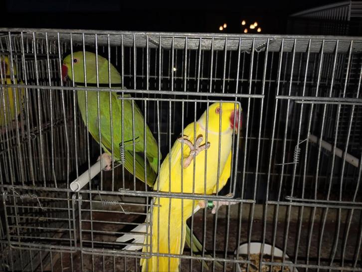 Halsbanden puntgave bewezen kweekkoppels klaar voor de kwee, Dieren en Toebehoren, Vogels | Parkieten en Papegaaien
