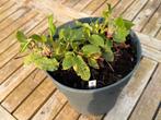 Lot de 4 plantes vivaces différentes, Tuin en Terras, Planten | Tuinplanten, Ophalen, Vaste plant, Bodembedekkers, Halfschaduw