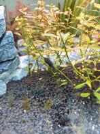 8 x otoclinclus, Dieren en Toebehoren