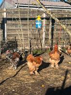 Brahma haan columbia buff zwart