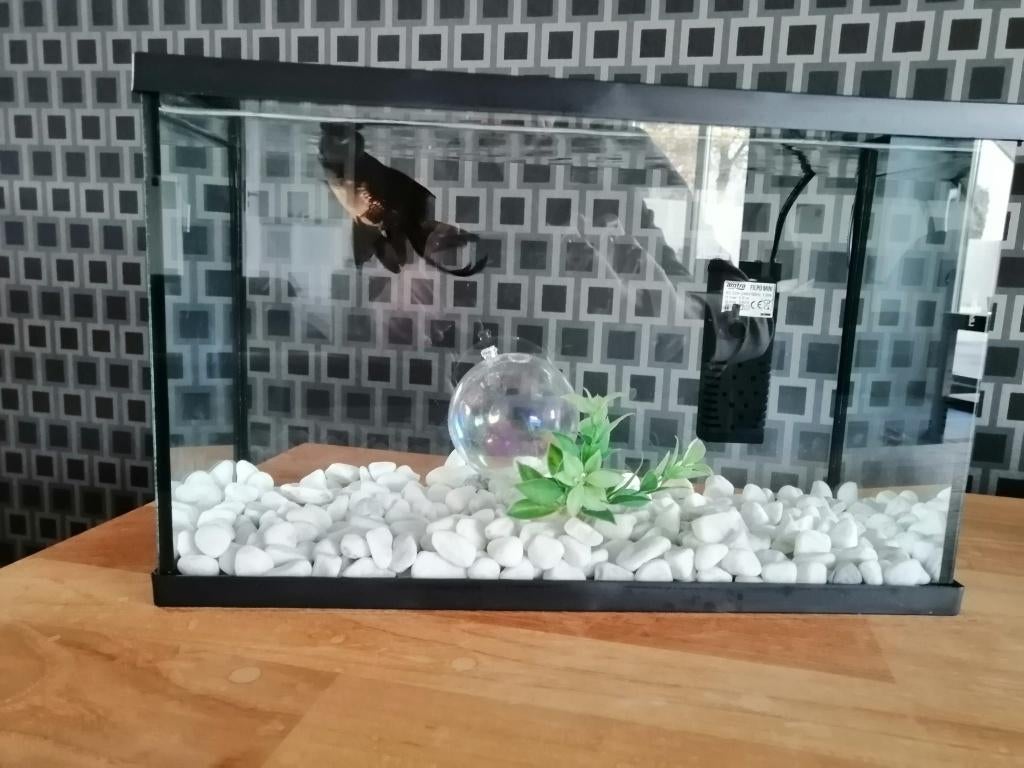 Aquarium, Enlèvement, Filter