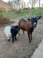 Mooie vrouwelijke dwerggeit met haar bokje, Dieren en Toebehoren, Meerdere dieren, Geit, 0 tot 2 jaar
