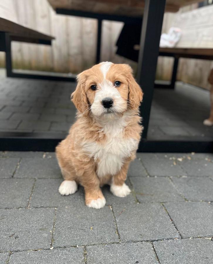 Knappe goldendoodle pups (geteste ouders), Dieren en Toebehoren, Honden | Retrievers, Spaniëls en Waterhonden, Meerdere dieren