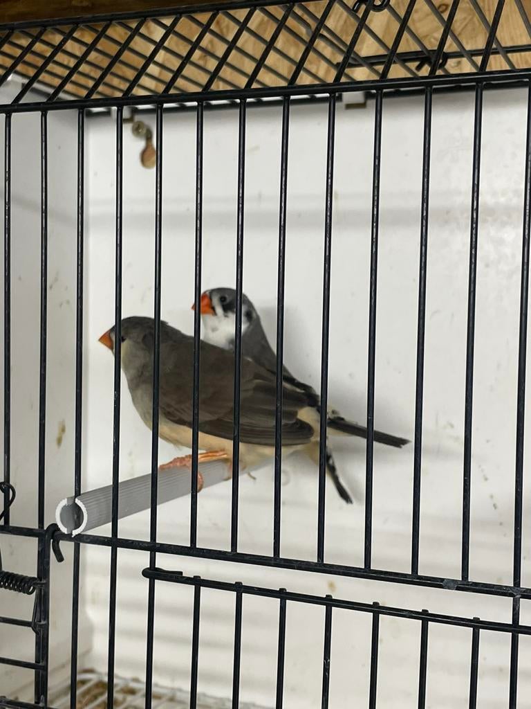 Kweekkoppel zebravinken, Dieren en Toebehoren, Vogels | Overige Vogels, Tropenvogel, Meerdere dieren