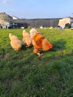 Brahma haan lemon pyle, Dieren en Toebehoren