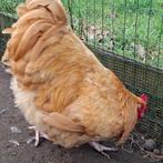 Prachtige Orpington haan, Dieren en Toebehoren