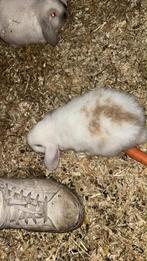Nederlands hangoor konijn, Femelle, Nain, Oreilles tombantes, 0 à 2 ans