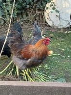 Twee haantjes, Dieren en Toebehoren, Mannelijk, Kip