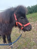 Brave kleine shetlander ruin! 🩵, Dieren en Toebehoren, Ruin, Niet van toepassing, A pony (tot 1.17m), 3 tot 6 jaar