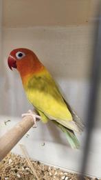 Fischerie pale fallow, Dieren en Toebehoren