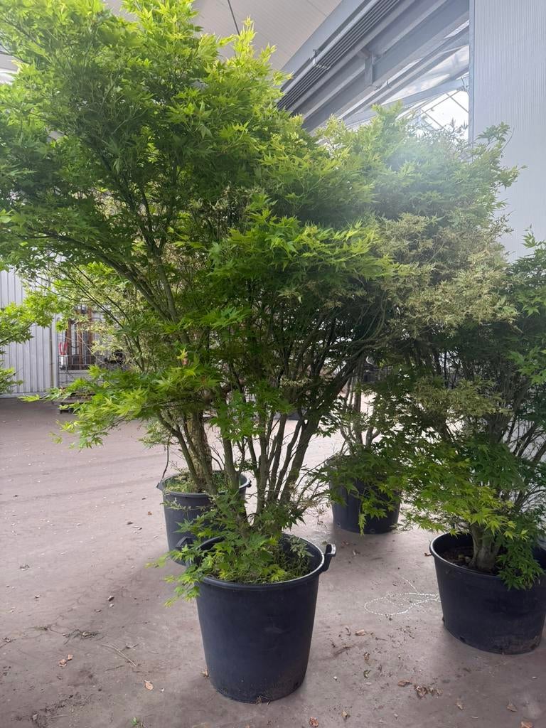 Japanse esdoorn acer, Tuin en Terras, Ophalen