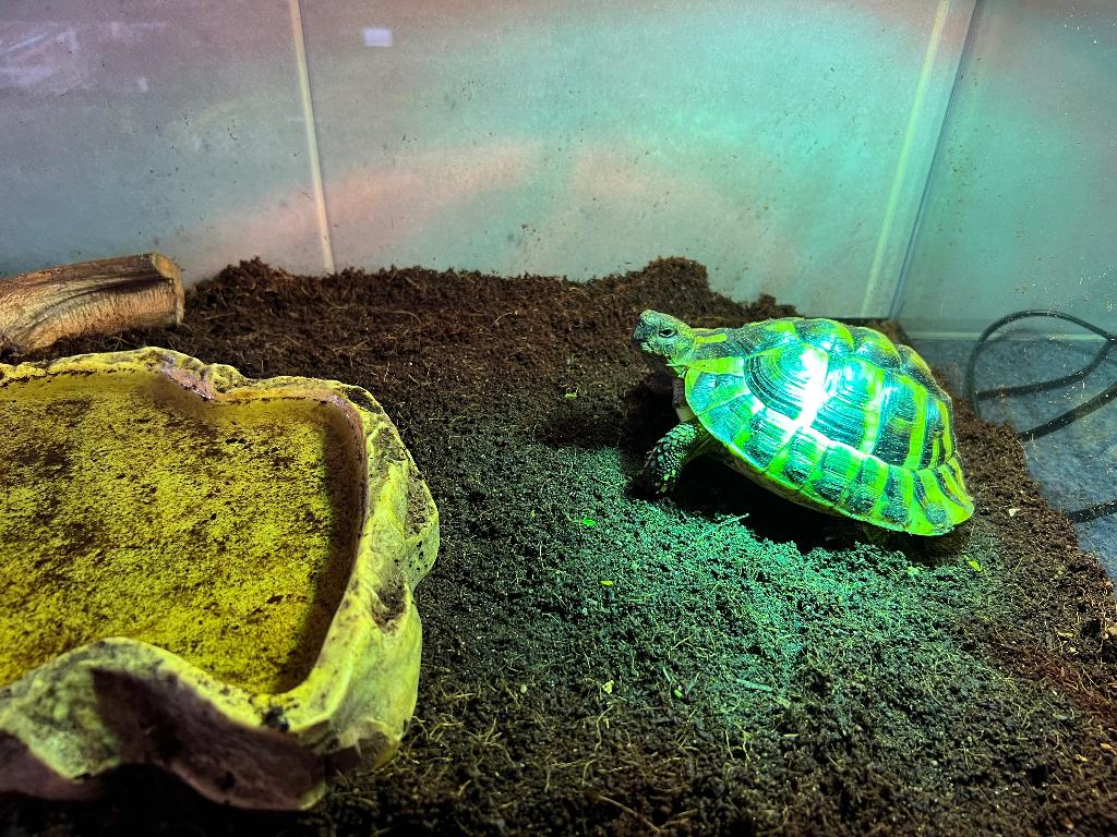 Griekse landschildpad, Augustus, Geslacht onbekend