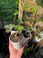 Te koop: Aardbeienplanten, Tuin en Terras, Planten | Tuinplanten, Ophalen of Verzenden