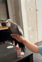 Tamme valkparkiet man, Dieren en Toebehoren, Vogels | Parkieten en Papegaaien