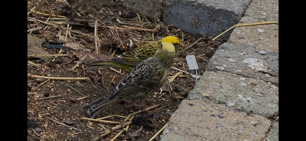Canaris lézards, Animaux & Accessoires