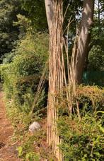 Bamboe stokken en tuinplanten, Tuin en Terras, Ophalen, Bodembedekkers