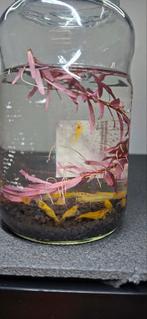 Neocaridina Davidi Yellow 10+1 gratuite pour 20€, Enlèvement, Neuf, Autres types