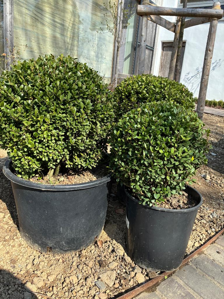 Ilex crenata 3 boules, Enlèvement, En pot, Autres espèces, Moins de 100 cm