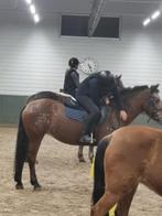 Verzorg pony/shet/paard gezocht, Dieren en Toebehoren, Paarden