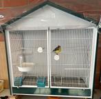 Kanarieman 2025, Dieren en Toebehoren, Vogels | Kanaries