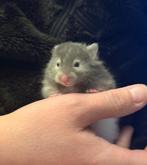 Hamster dore Syrische langharige hamster, Hamster, Février, Domestique, Femelle