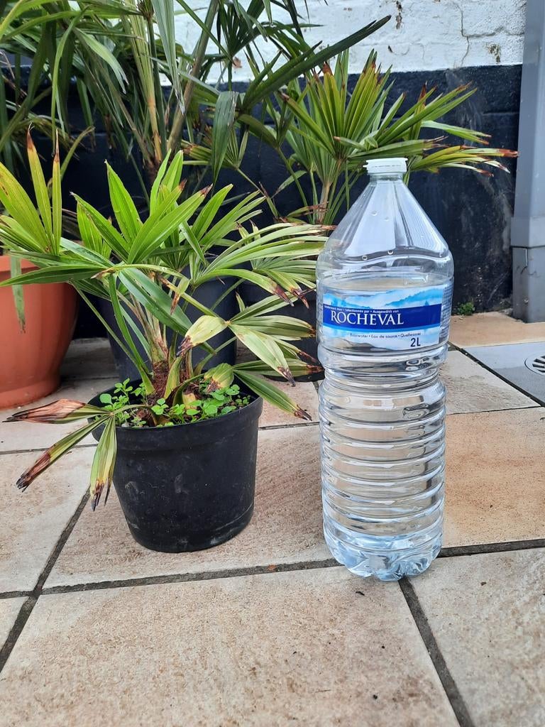 Palmboom winterhard, Tuin en Terras, Planten | Bomen, Ophalen, Palmboom