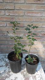 STRUIKEN hulst, beukenhaag, jasmijn/sering, sneeuwbes, Tuin en Terras, Ophalen, Haagbeuk, Struik