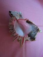 Prachtige gastropode „Chicoreus” schelp, Ophalen of Verzenden, Schelp(en)