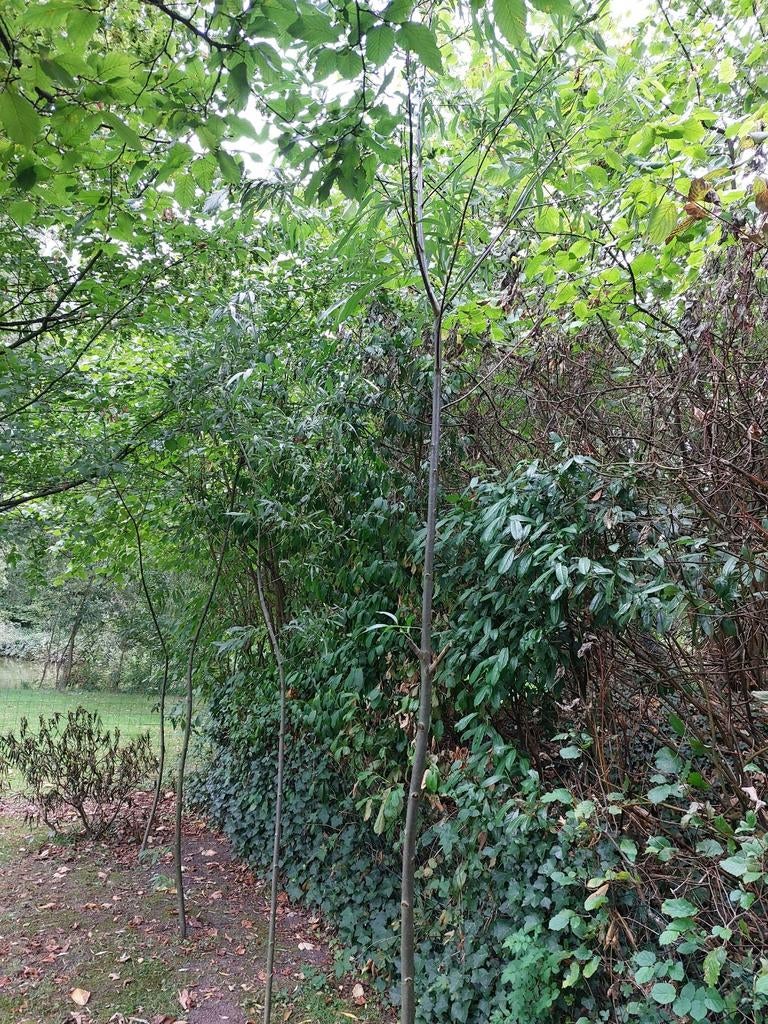 Wilgen 1 jarig 10 stuks, Ophalen