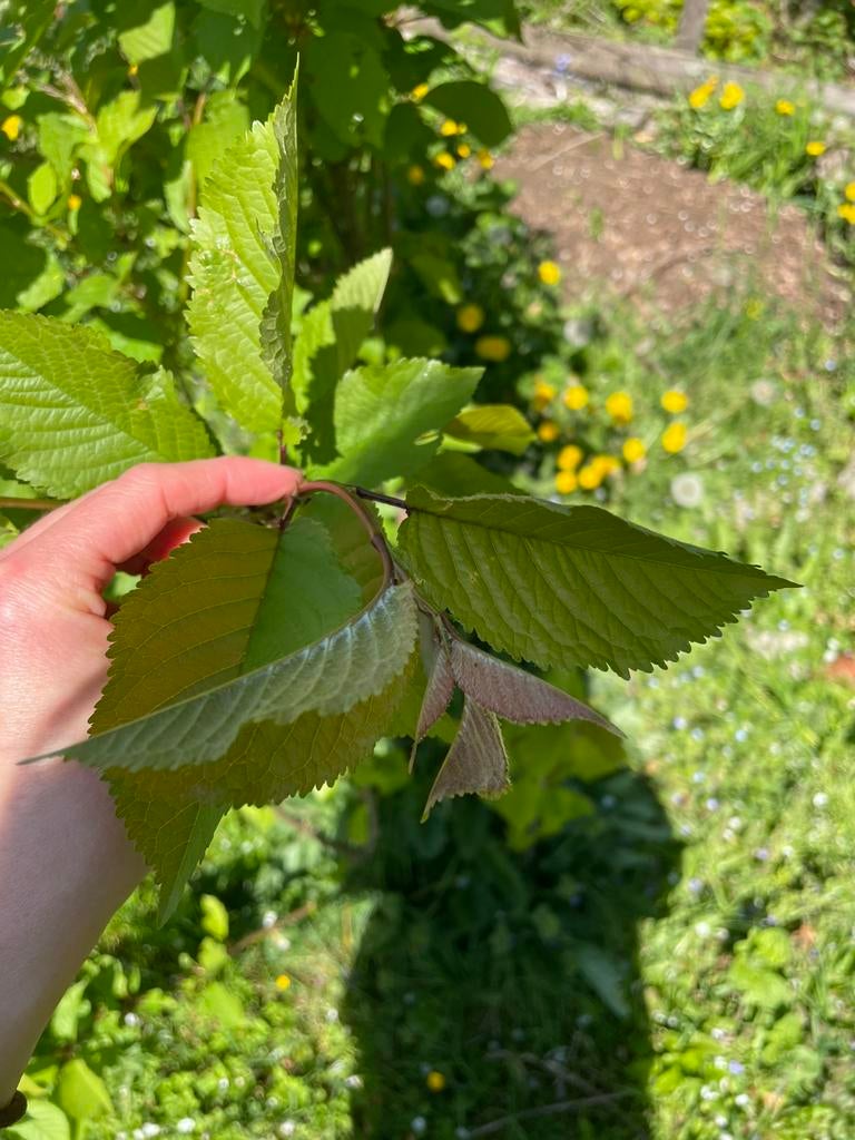 Jonge kersenboompjes, Tuin en Terras, Planten | Fruitbomen, Ophalen