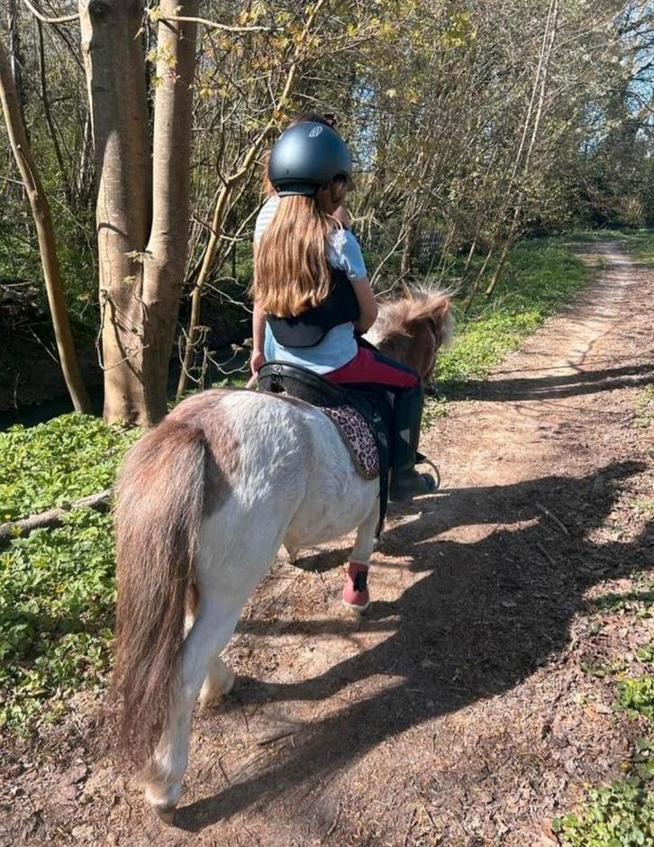 Hele leuke shetlander zoekt ruiter, Dieren en Toebehoren, Pony's, Merrie, Zadelmak, A pony (tot 1.17m), Recreatiepony, 3 tot 6 jaar