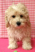 Super leuke Maltipoo pups!, Dieren en Toebehoren, Honden | Chihuahua's en Gezelschapshonden, 15 weken tot 1 jaar, Buitenland, Parvo