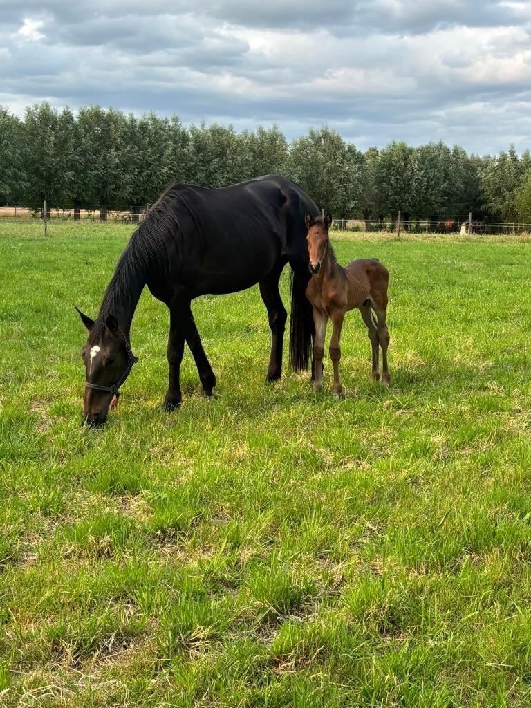 draver ,draagmerrie, Merrie, Niet van toepassing, 165 tot 170 cm, 3 tot 6 jaar