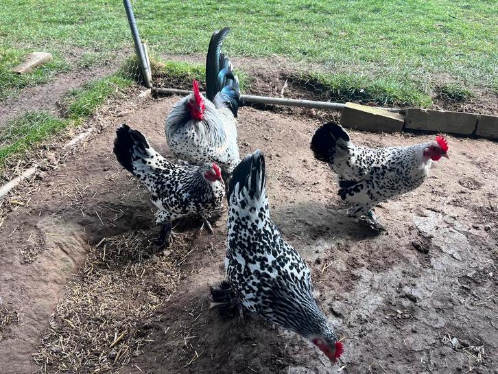 Sabelpootkriel broedeieren - zilver porselein, Dieren en Toebehoren, Pluimvee, Kip, Geslacht onbekend