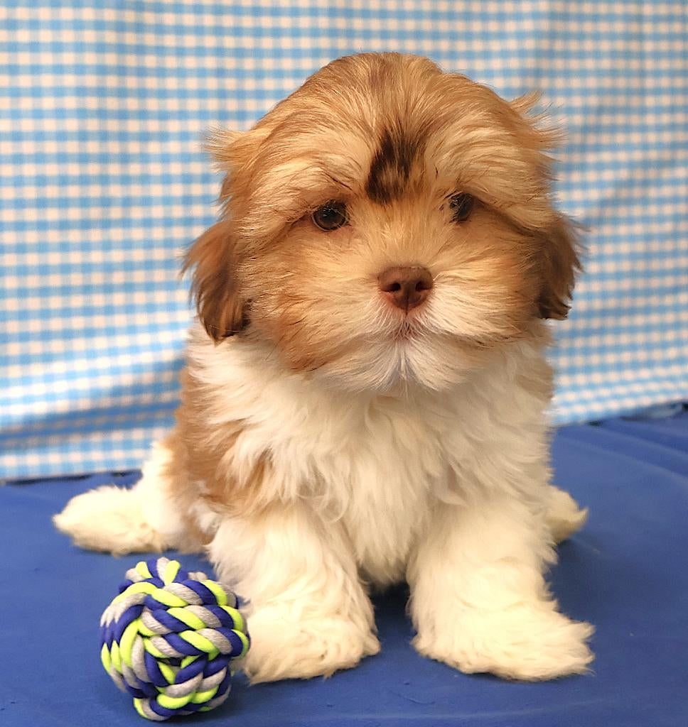 Supermooie Havanezer pups!, 15 weken tot 1 jaar, Buitenland, Parvo, Meerdere