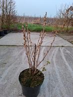 Petits fruits, Jardin & Terrasse, Enlèvement