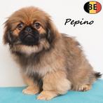 Prinz & Pepino - chiots Pékinois à vendre (belges), Animaux & Accessoires, 15 semaines à 1 an, Commerçant, Chien (mâle), Pékinois ou Épagneul nain