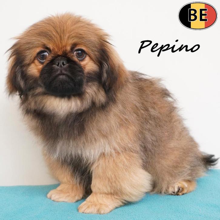 Prinz & Pepino - chiots Pékinois à vendre (belges), Animaux & Accessoires, Chiens | Chihuahuas & Chiens de compagnie, Chien (mâle)
