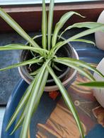 Graslelie, Huis en Inrichting, Kamerplanten, Ophalen