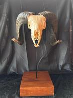 Echte ramsschedel op eikendisplay, Verzamelen, Ophalen of Verzenden, Nieuw, Wild dier, Schedel