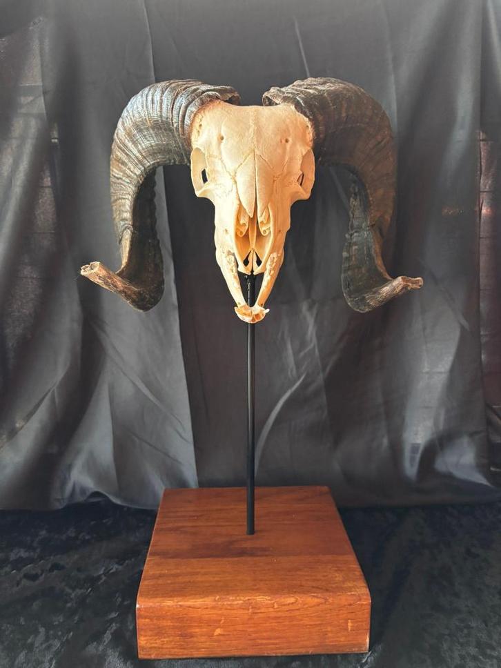 Echte ramsschedel op eikendisplay, Verzamelen, Dierenverzamelingen, Nieuw, Schedel, Wild dier, Ophalen of Verzenden
