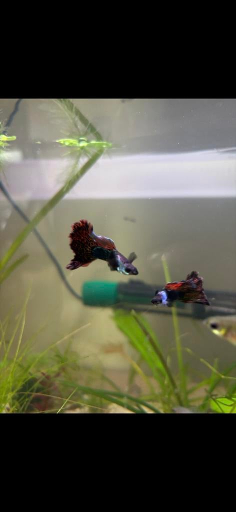Rasechte Silverado Dragon Guppies te koop, Dieren en Toebehoren