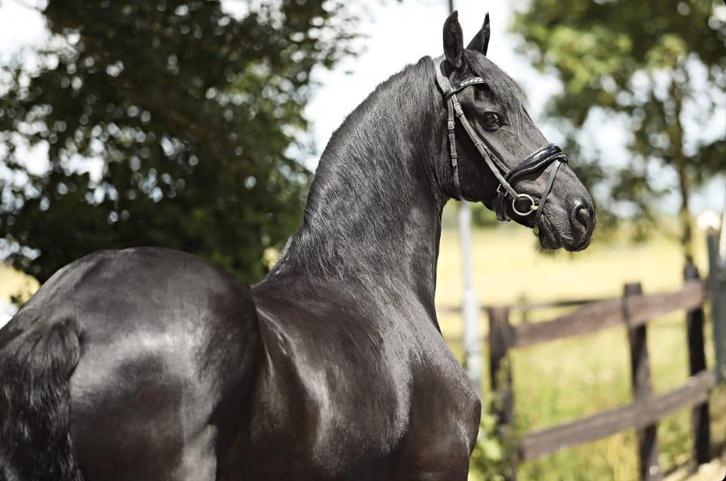 Lieve grote Friese merrie, Animaux & Accessoires, Chevaux, Jument, B, 165 à 170 cm, Avec pedigree, Avec puce électronique, Vermifugé