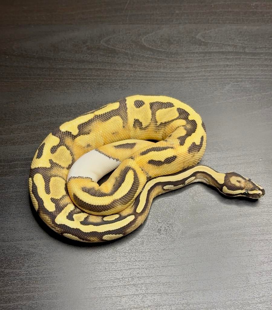 1.0 desertghost pied cb 25, Animaux & Accessoires, Reptiles & Amphibiens