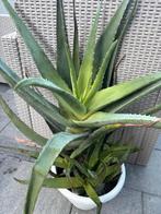Aloe vera 60 см, Enlèvement, Neuf, 40 à 70 cm