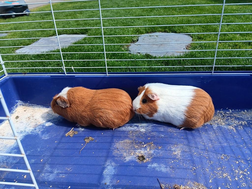 2 vrouwtjes cavia s, Dieren en Toebehoren, Januari, Vrouwelijk, Cavia