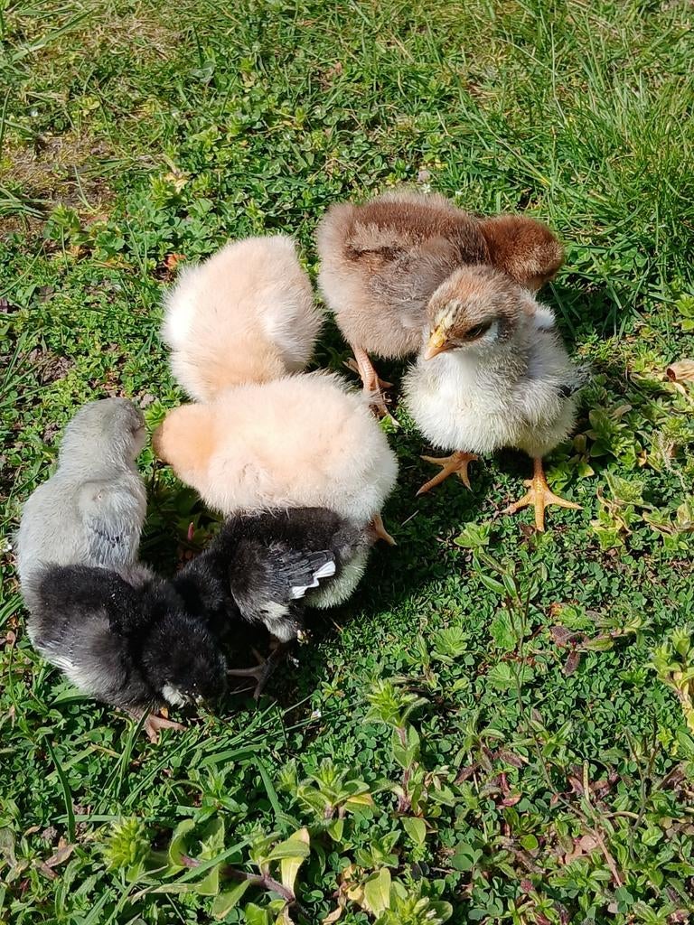 7 kuikens,  watermaalse baardkrielen,  orpingtons en barneve, Dieren en Toebehoren, Geslacht onbekend, Kip