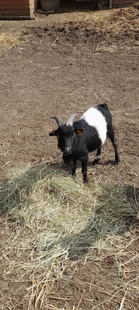 "Super mooi dwergbokje" Te huur of te koop, Mâle, Chèvre, 0 à 2 ans