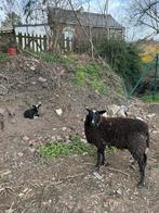 Jeune brebis avec son agneau