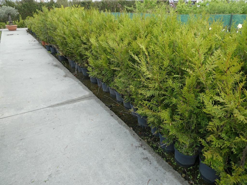 épicéa de haie thuya atrovirens, Enlèvement, Haie